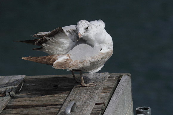 Ring Billed Gull