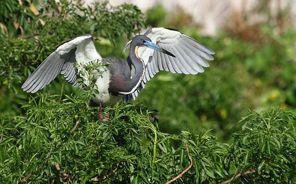 Tri-Colored Heron stretching wings