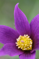 Pasque Flower