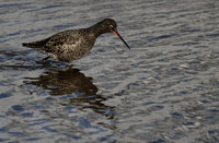Spotted Redshank