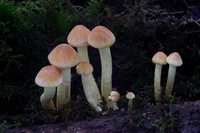 Sulphur Tufts