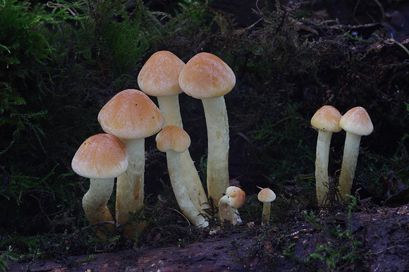 Sulphur Tufts