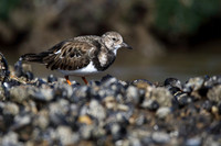 Turnstone