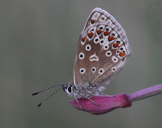 Common Blue Butterfly (female)