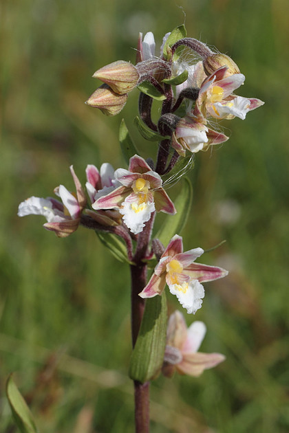 Marsh Helleborine