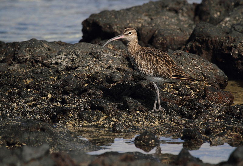 Whimbrel
