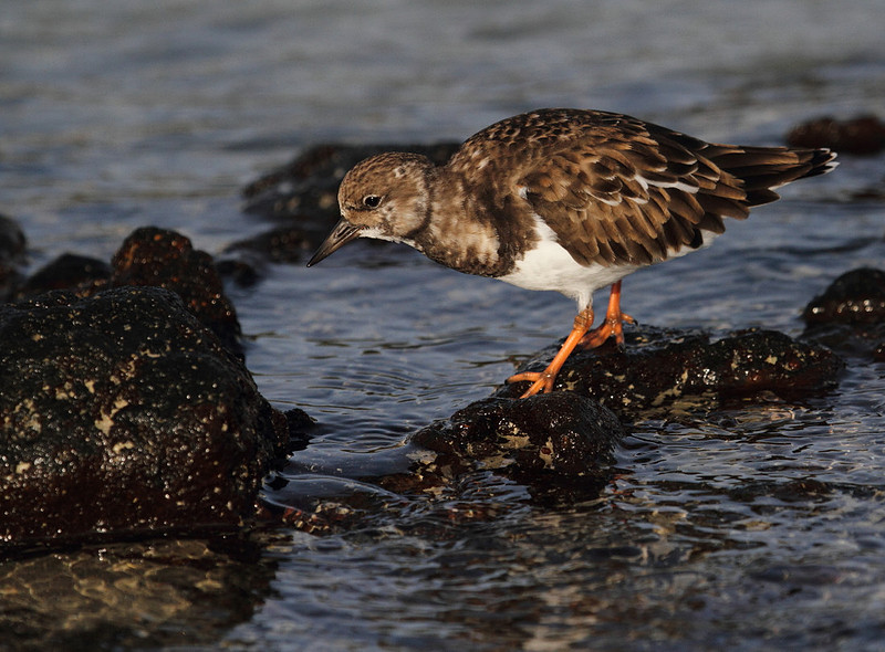 Turnstone