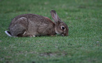 Rabbit