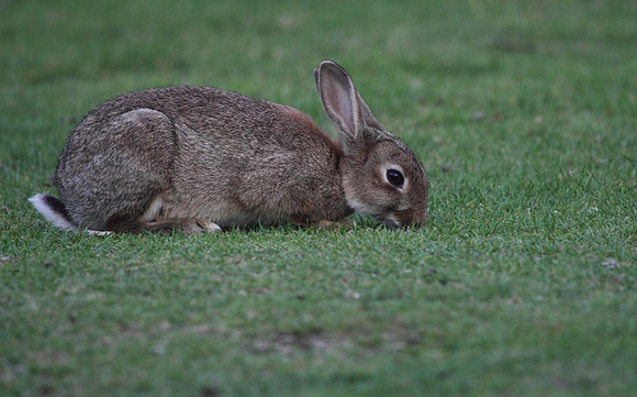 Rabbit