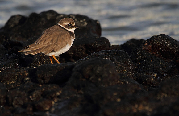 Ringed Plover