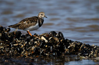 Turnstone