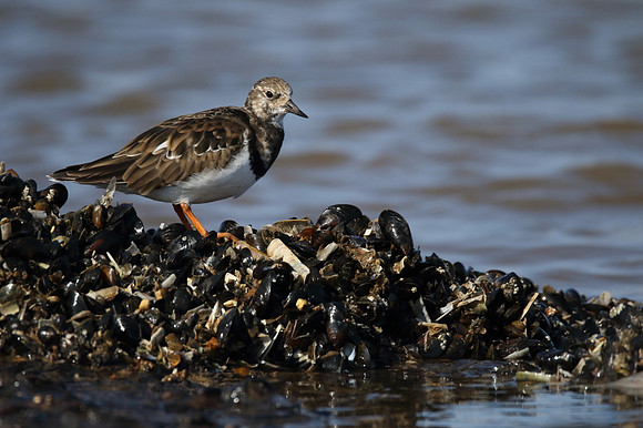 Turnstone