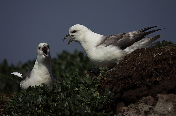 Fulmars Sparring