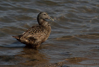Female Eider