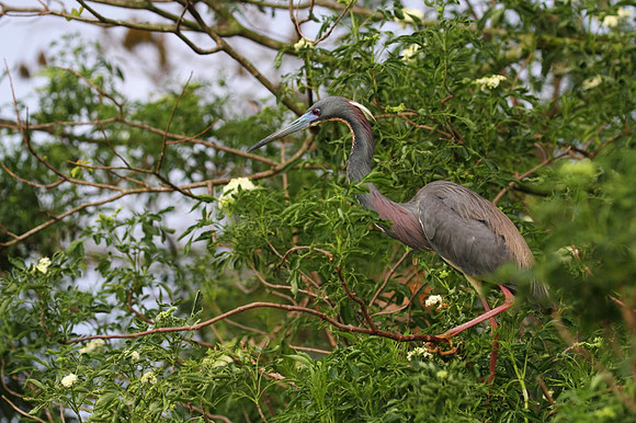 Tri-Colored Heron