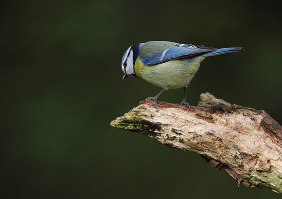 Blue Tit
