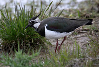 Lapwing
