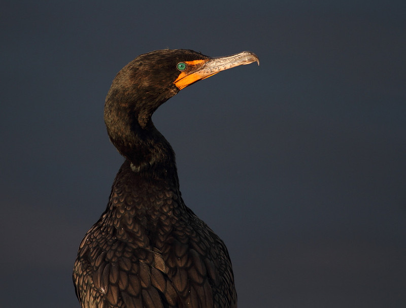 Double Crested Cormorant