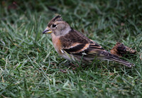 Brambling