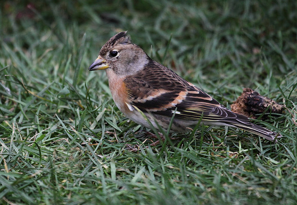 Brambling