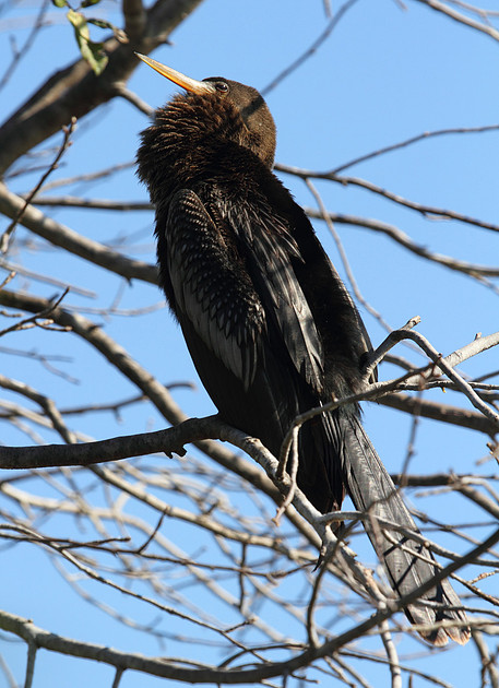 Anhinga 2a