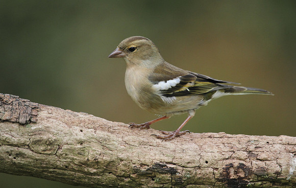 Female Chaffinch