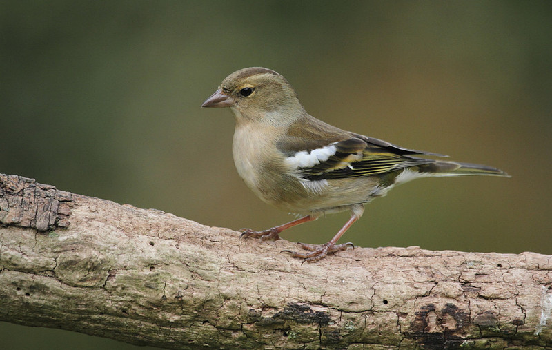 Female Chaffinch