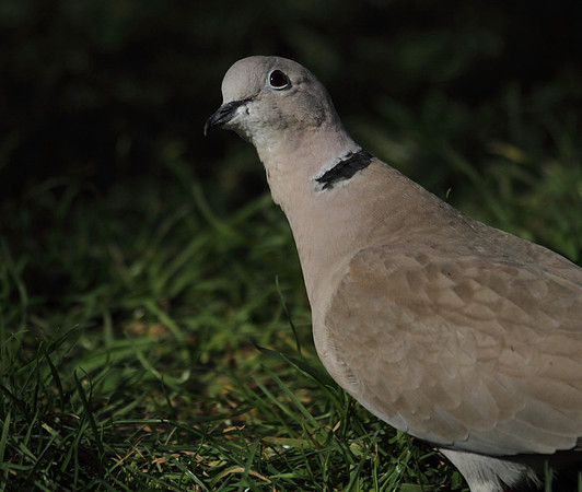 Collared Dove