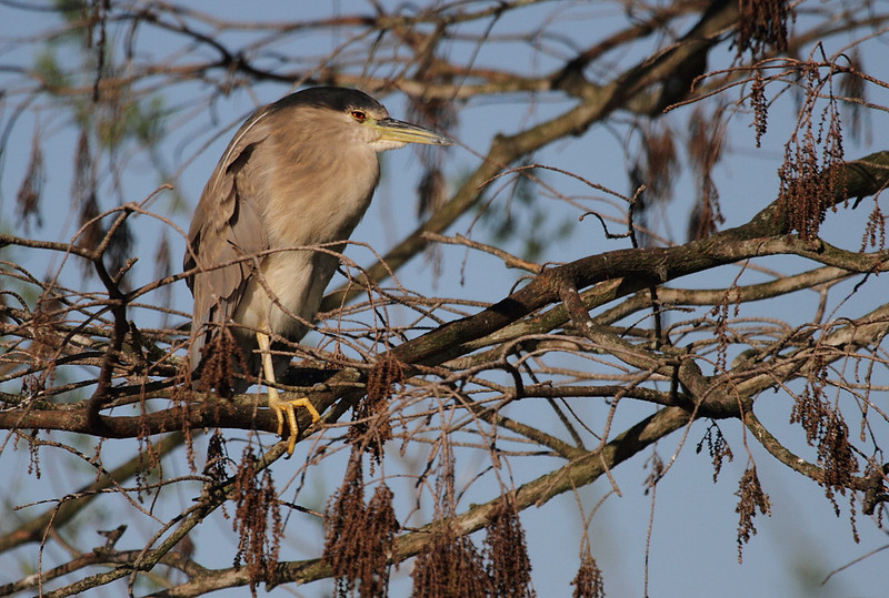 Black Crowned Night Heron