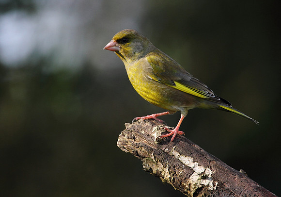 Male Greenfinch