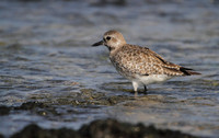 Grey Plover