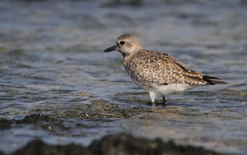 Grey Plover
