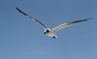 Laughing Gull