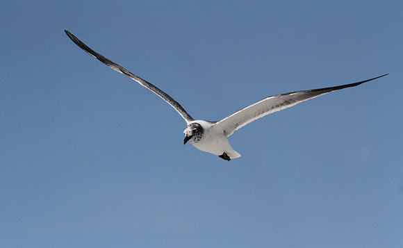 Laughing Gull