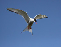 Arctic Tern in flight