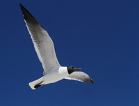 Laughing Gull