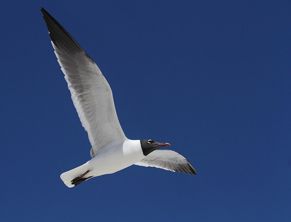 Laughing Gull