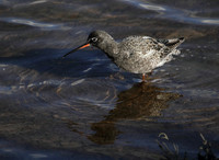 Spotted Redshank