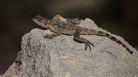 Agama Lizard