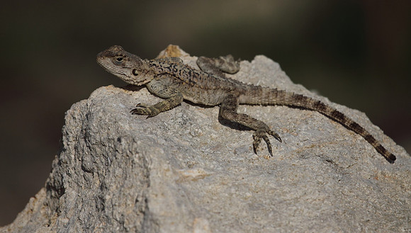 Agama Lizard
