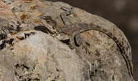 Agama Lizard