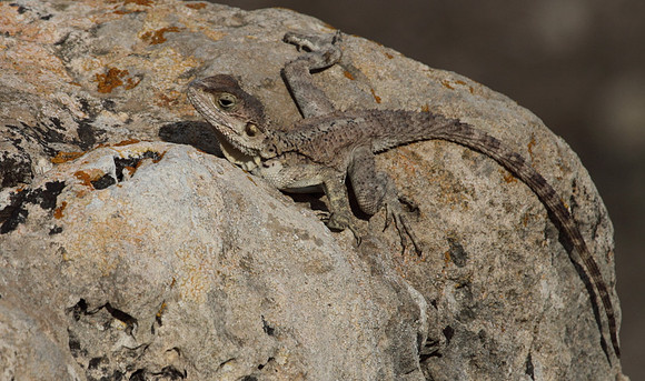 Agama Lizard