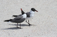 Laughing Gulls