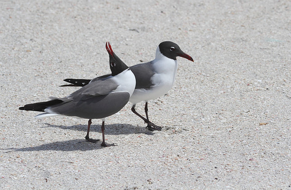 Laughing Gulls
