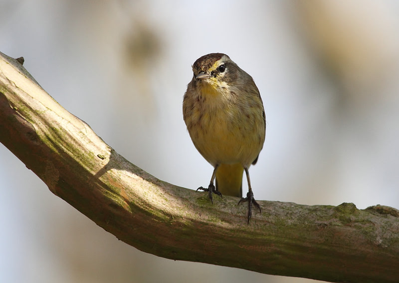 Palm Warbler