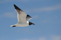 Laughing Gull