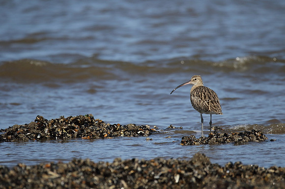 Curlew