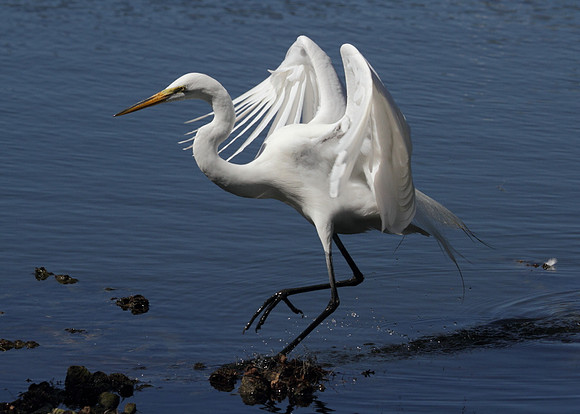 Great Egret