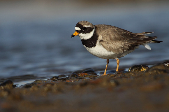 Ringed Plover