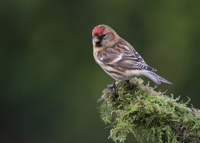Redpoll